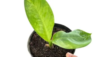 Dieffenbachia big ben