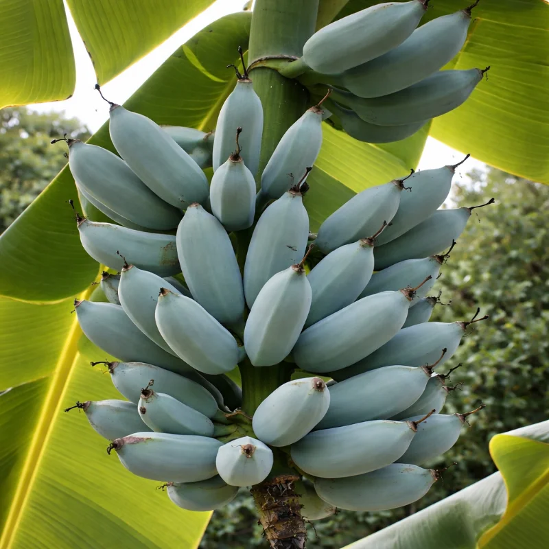 Blue Java Banana