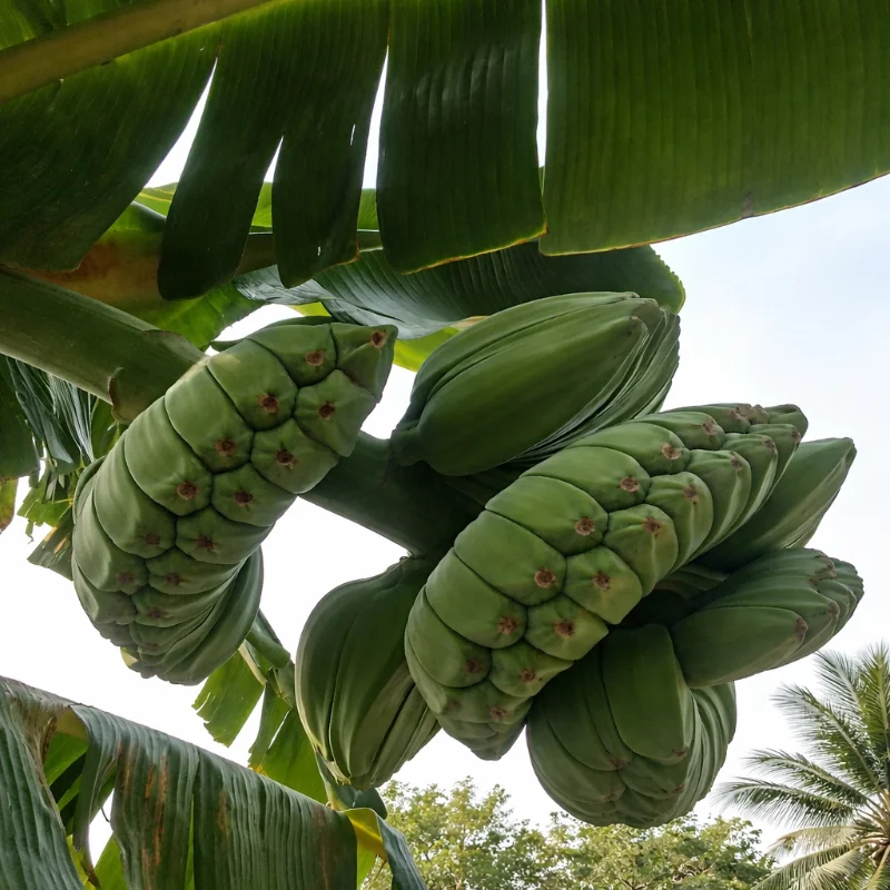 Praying Hand Banana
