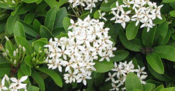 Ixora "White Flower" 20 - 30cm