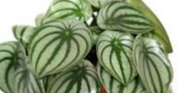 Pepperomia Argyreia - 4 leaves