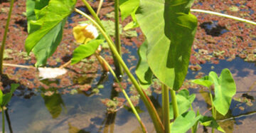 Colocasia Esculenta 2-3 Leaves