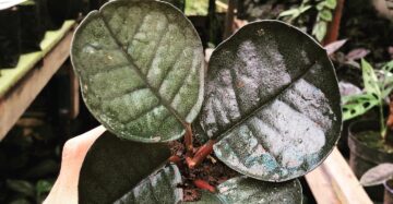 Labisia Bowl 2-3 Leaves