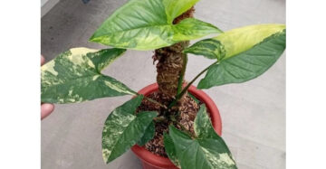 Syngonium Aurea 2 - 4 leaves