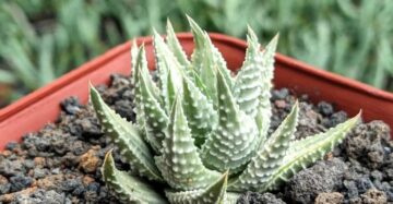 Haworthia Pumila Silver Variegated medium size