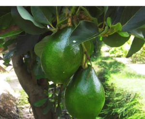 Avocado Jumbo 30 - 50cm