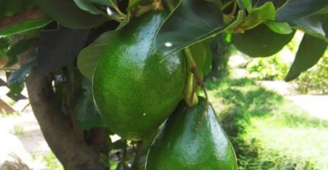 Avocado Jumbo 30 - 50cm