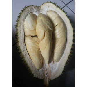 Durian Petruk 30 - 50cm