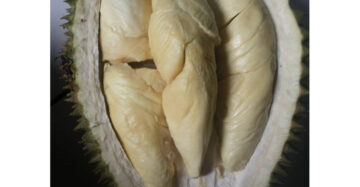 Durian Petruk 30 - 50cm