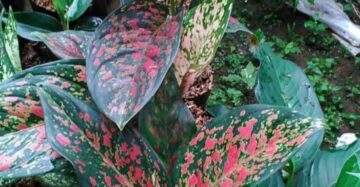 Aglaonema Venus 2 - 4 leaves