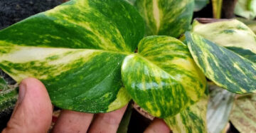 Asplenium Nidus Yellow Variegated 20 - 30 cm