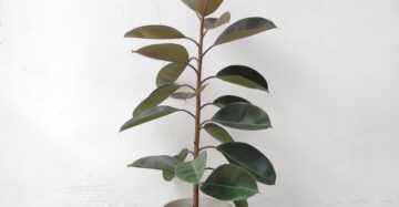 Ficus Elastica 20 - 30cm