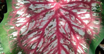 Caladium Lanceolatum 2-3 Leaves