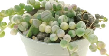 Senecio Rowleyanus Strings of Pearl Variegated 2-3 Leaves