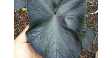 Colocasia Black Coral 2-3 Leaves