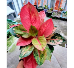 Aglaonema Miss World 2 - 4 leaves