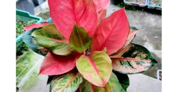 Aglaonema Prosperity 2 - 4 leaves