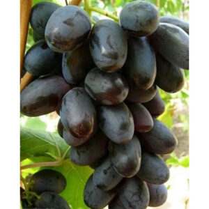 Grapes Giovani 30 - 50cm