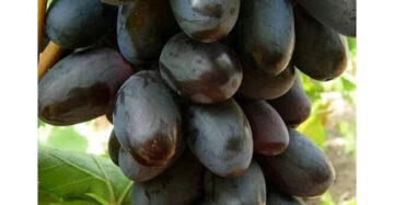Grapes Giovani 30 - 50cm