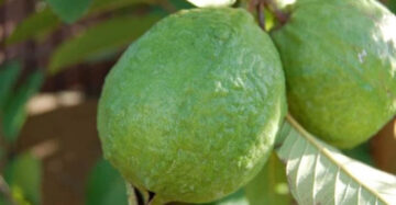 Guava Jumbo 30 - 50cm