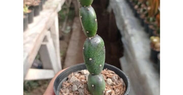 Opuntia Canterae medium size