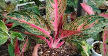 Aglaonema Widuri 2 - 4 leaves