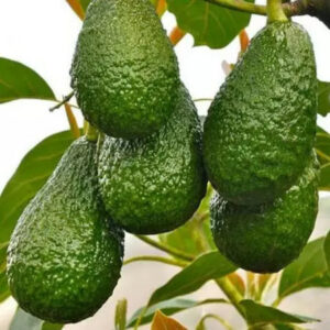 Avocado Yamagata 30 - 50cm