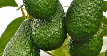 Avocado Yamagata 30 - 50cm
