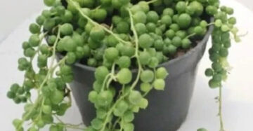 Senecio Rowleyanus Strings of Pearl 2-3 Leaves