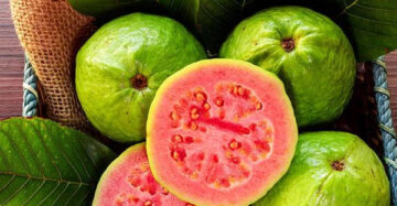 Guava Red 30 - 50cm