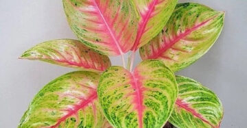 Aglaonema Andini 2 - 4 leaves