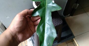 Philodendron Bob Cee 2-3 Leaves