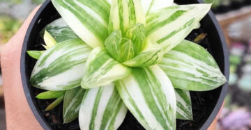 Haworthia Cymbiformis Variegata medium size