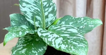 Schismatoglottis Motleyana 2 - 4 leaves