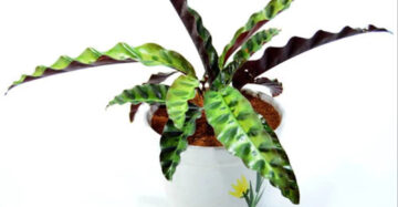 Calathea Lancifolia - 4 leaves