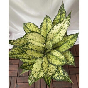 Aglaonema Snow White 2 - 4 leaves