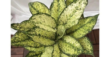 Aglaonema Snow White 2 - 4 leaves