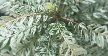 Phyllanthus Niruri Variegated 2-3 Leaves