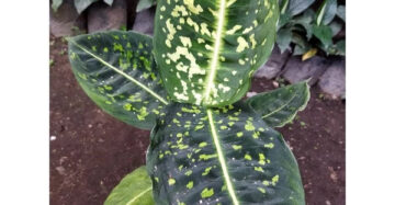 Dieffenbachia Reflector 2-3 Leaves