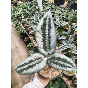 Schismatoglottis Wongii Leaf 2-3 Leaves