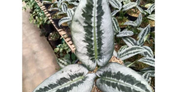 Schismatoglottis Wongii Leaf 2-3 Leaves