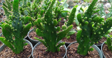 Opuntia Monacantha medium size