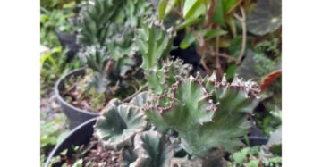 Euphorbia Lactea 2-3 Leaves
