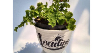 Adiantum Capillus medium size