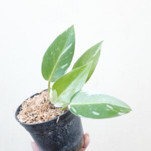 Philodendron White Princess 2-3 Leaves