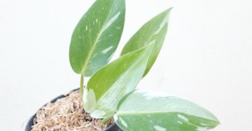 Philodendron White Princess 2-3 Leaves