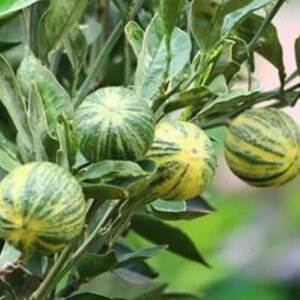 Citrus Variegata 30 - 50cm
