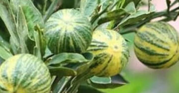 Citrus Variegata 30 - 50cm