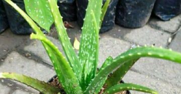Aloe Barbadensis Miller medium size