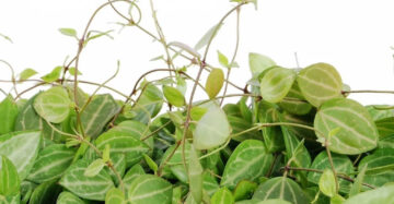 Dischidia Ovata 20 - 30cm